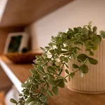 Sophisticated Comfort In The Heart Of The - Romana Square Living